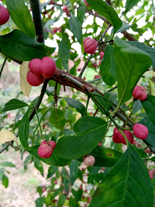 Spindle tree pic 2